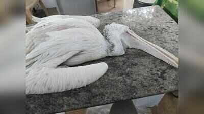 Two pelicans attacked in Korattur lake in two days, one dies