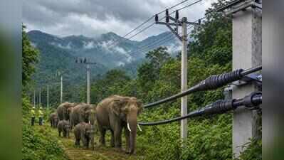 Power supply in forest, elephant corridor areas set to get safer with Mescom upgrade