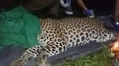 Leopard terrorising Dibrugarh villagers caged