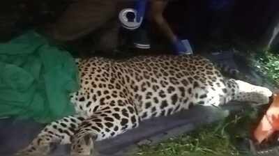 Leopard terrorising Dibrugarh villagers caged