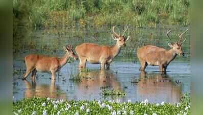 Over 25 yrs, Kaziranga centre provides 10k animals a second chance at life