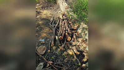 SC panel to inspect Matri Van site in Gurgaon after row over tree felling