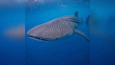 For the first time, Whale sharks to get a Konkani name rooted in Goan culture