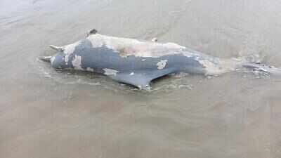 Dolphin, porpoise deaths rise along Goa’s coast, point to gaps in marine mammal protection