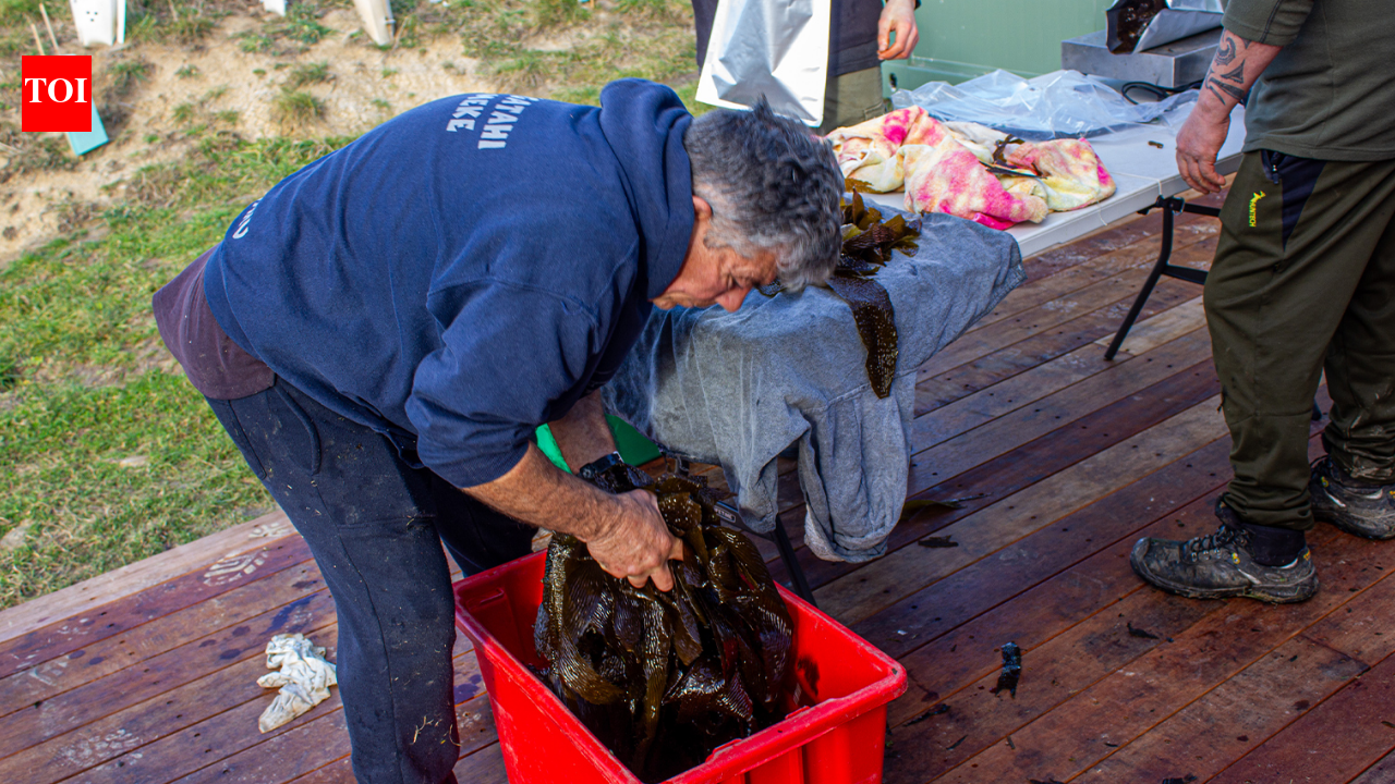 New Zealand opens five marine reserves with groundbreaking Māori co-management