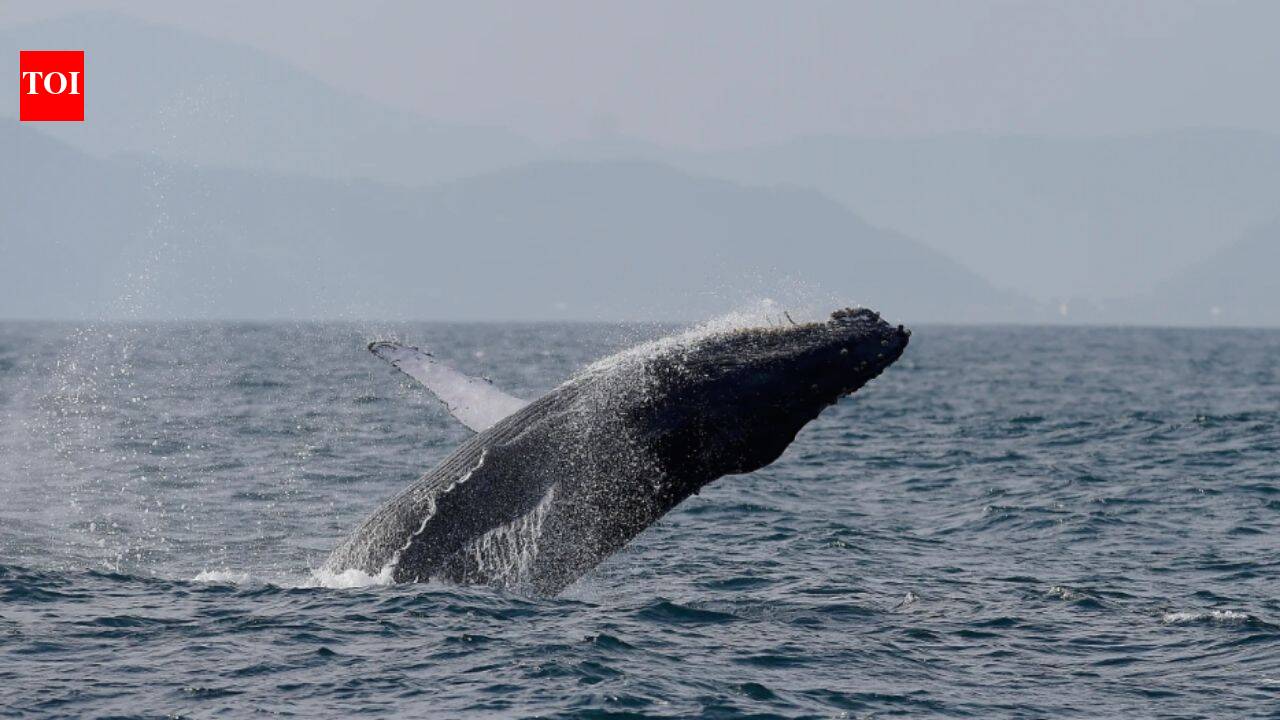 Brazil’s humpback whales make stunning comeback; population surges from just 2,000 to nearly 35,000