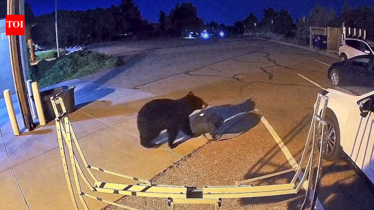 Hungry Bears Increasingly Enter Towns: Drought pushes them into homes; experts fear rising lethal encounters