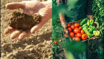An Oregon farmer grew tomatoes, potatoes, squash, garlic and beans for 40 years without irrigation; careful soil preparation kept stored moisture in the root zone