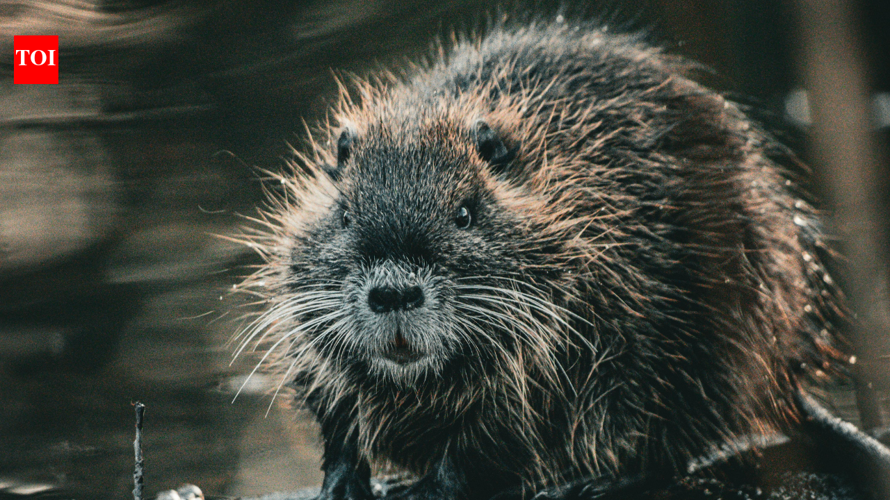 Wild Beavers return to Norfolk after 500 years, have kits, spark new hopes