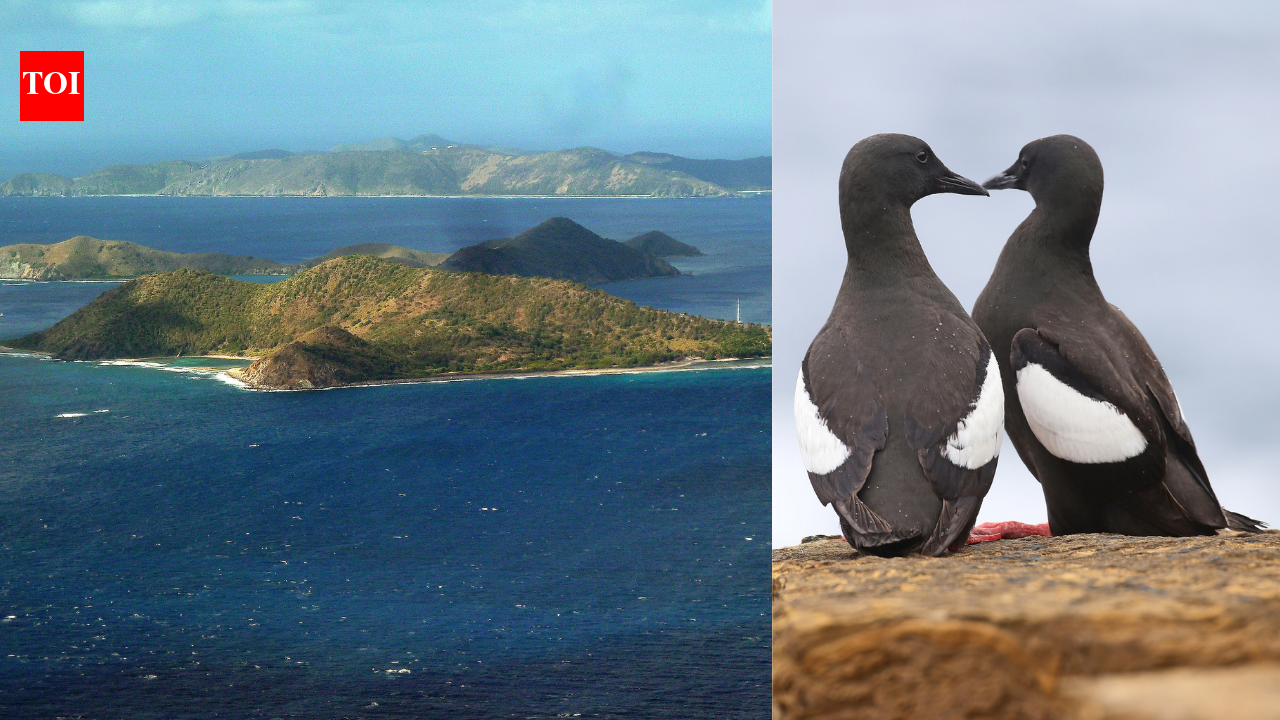 After 40 years of tracking his birds, George Divoky’s 'lonely vigil' reveals a changing world.