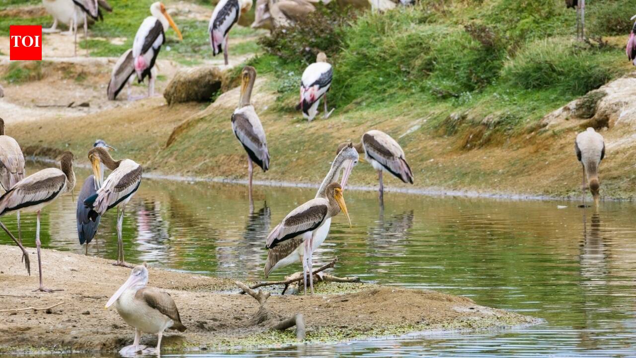 Vanished Texas bird island is back, with 2,500 pairs of birds