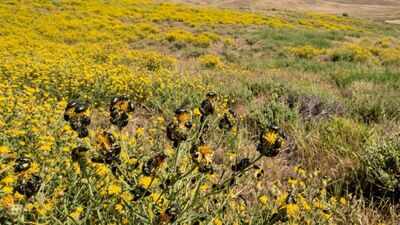 california-had-234-million-acres-covered-by-a-toxic-yellow-weed-until-tiny-australian-beetles-fought-back-and-reduced-it-by-99-within-a-decade.jpg
