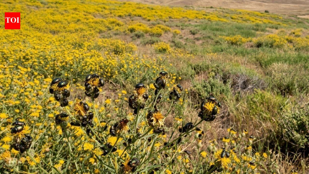 California had 2.34 million acres covered by a toxic yellow weed until tiny Australian beetles fought back and reduced it by 99% within a decade