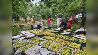 Latehar’s women pear growers tap organised markets