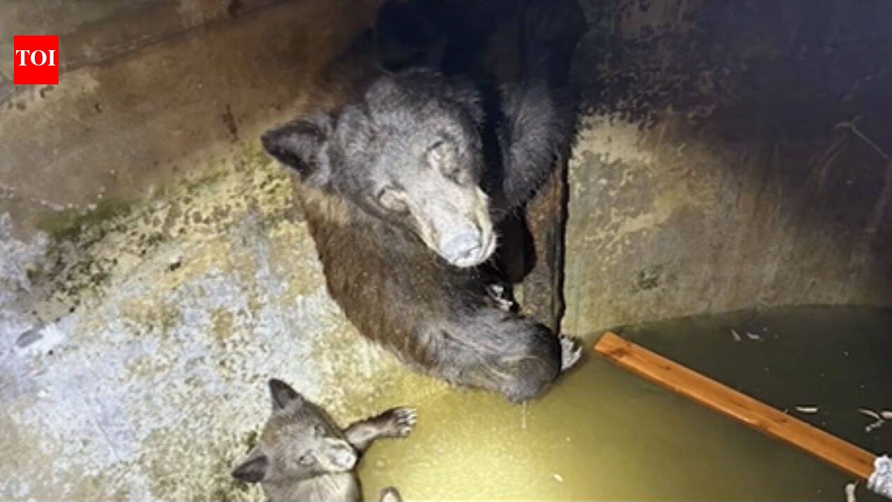 Howling from a California water tank leads rescuers to trapped bear family