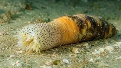 Scientists discover sea creature near Israel that regrows a complete body after being cut into pieces within just 30-40 days
