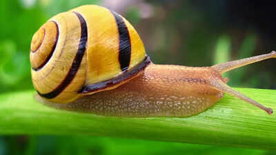 Scientists discover how snails turn mucus into five different materials using calcium, collagen VI and changing protein levels
