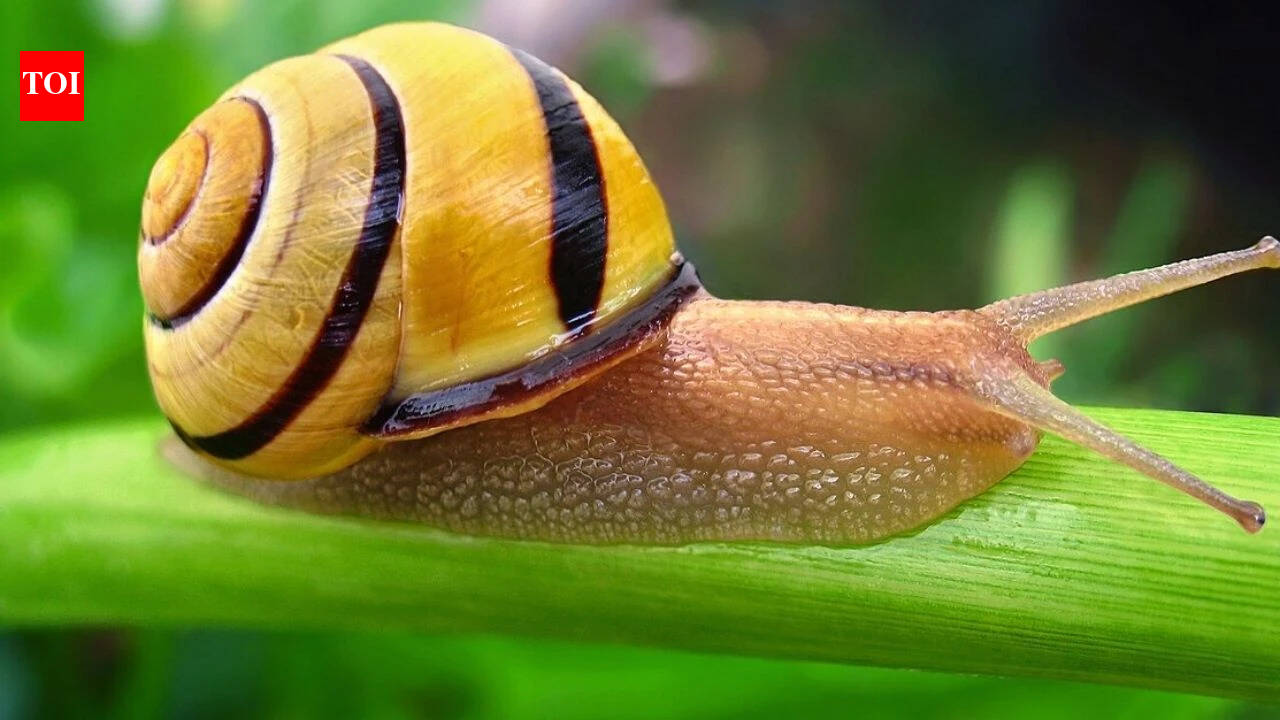 Scientists discover how snails turn mucus into five different materials using calcium, collagen VI and changing protein levels