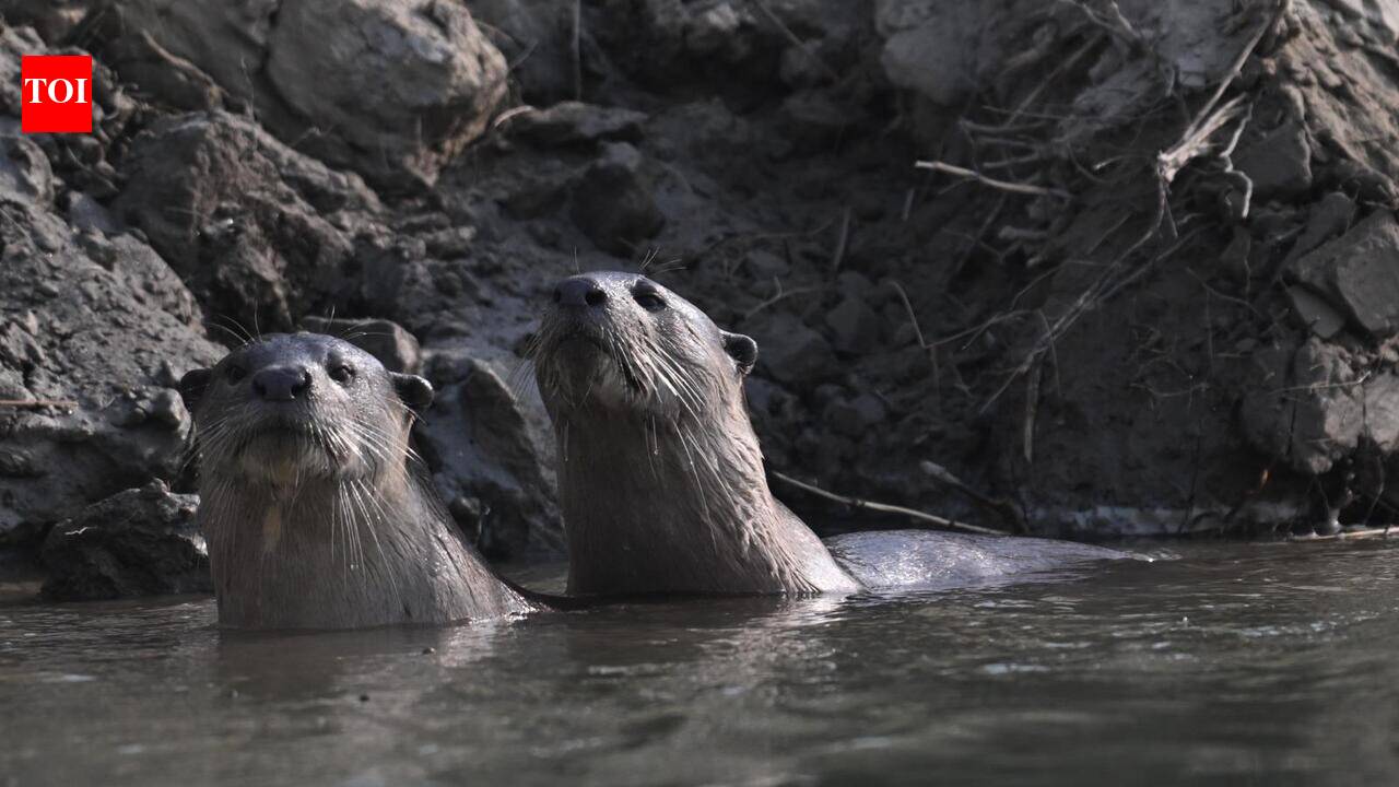 Ganga basin’s best otter habitat concentrated in Uttarakhand: WII Study