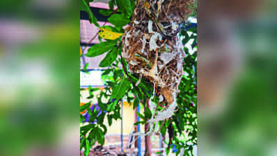 Sunbird Nest Built With Plastic Strips Spotted In Coimbatore