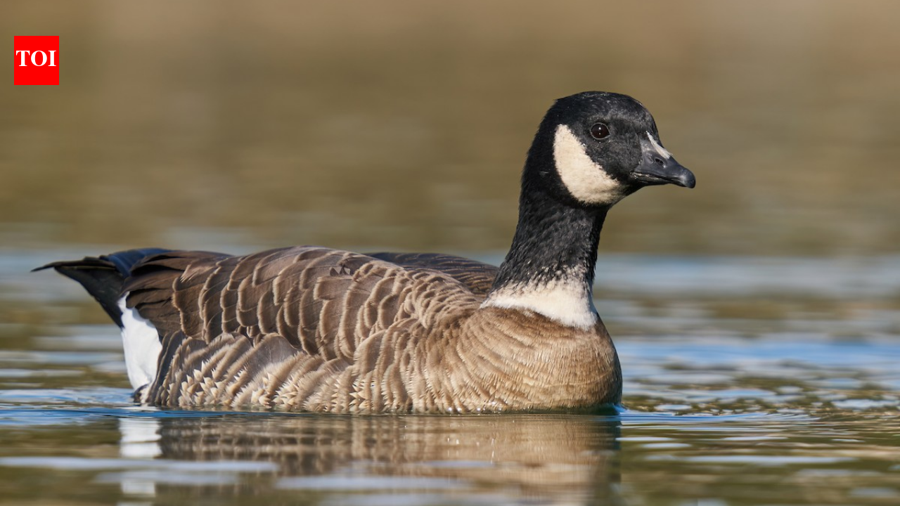 In 1975, fewer than 800 Aleutian cackling geese remained; fox removal and habitat protection helped...