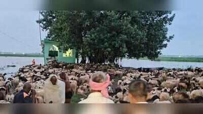 12 shepherds, over 2K sheep stranded after Ganga rise in Ghazipur, rescued