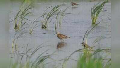 Birders’ delight as rare sharp-tailed sandpiper spotted in Gurgaon after 7 years