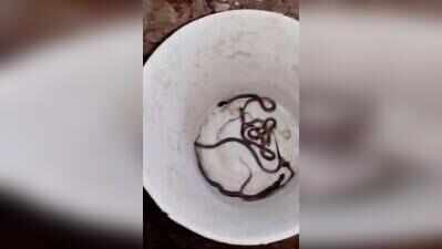 19 cobra hatchlings rescued from house in Egmore