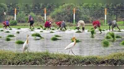 Gujarat govt assures FRA claim review, tribal farmers end protest