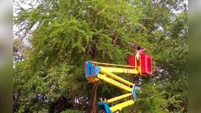 AMC to charge fees for tree trimming, green waste pickup in pvt societies