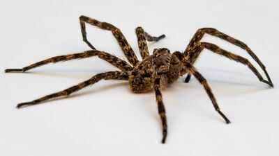 Scientists tested spiders as living DNA traps; their stomach contents can reveal which insects and other animals are living around them