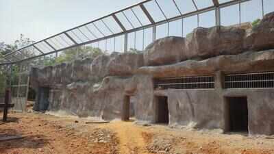 Nandankanan zoo seeks CZA approval to bring 4 cheetahs from South Africa