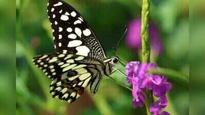 Pune gears up for Big Butterfly Month with new walks, surveys this Sept