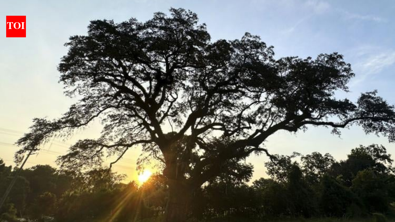 In 1781, a live oak stood beside one of Revolutionary War’s final major battles; 245 years later...