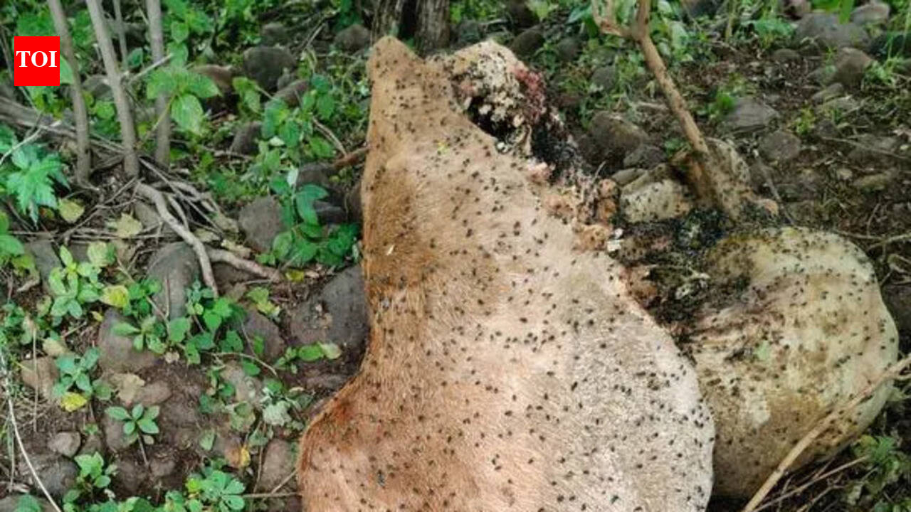 Tigress’ movement in Morshi, Teosa triggers high alert | Nagpur News ...