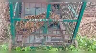 Leopard captured after sightings trigger fear in Bahraich village