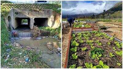 Polluted Stiebeuel River water transformed into irrigation supply using stones, sand and heat-treated wood; University of Cape Town project treats 36,000 litres daily and removes 99% of toxins