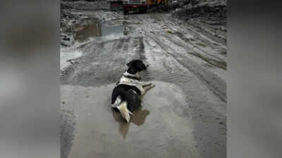 Nepal tragedy: Owners missing, dog refuses to leave flood-hit Trishuli home