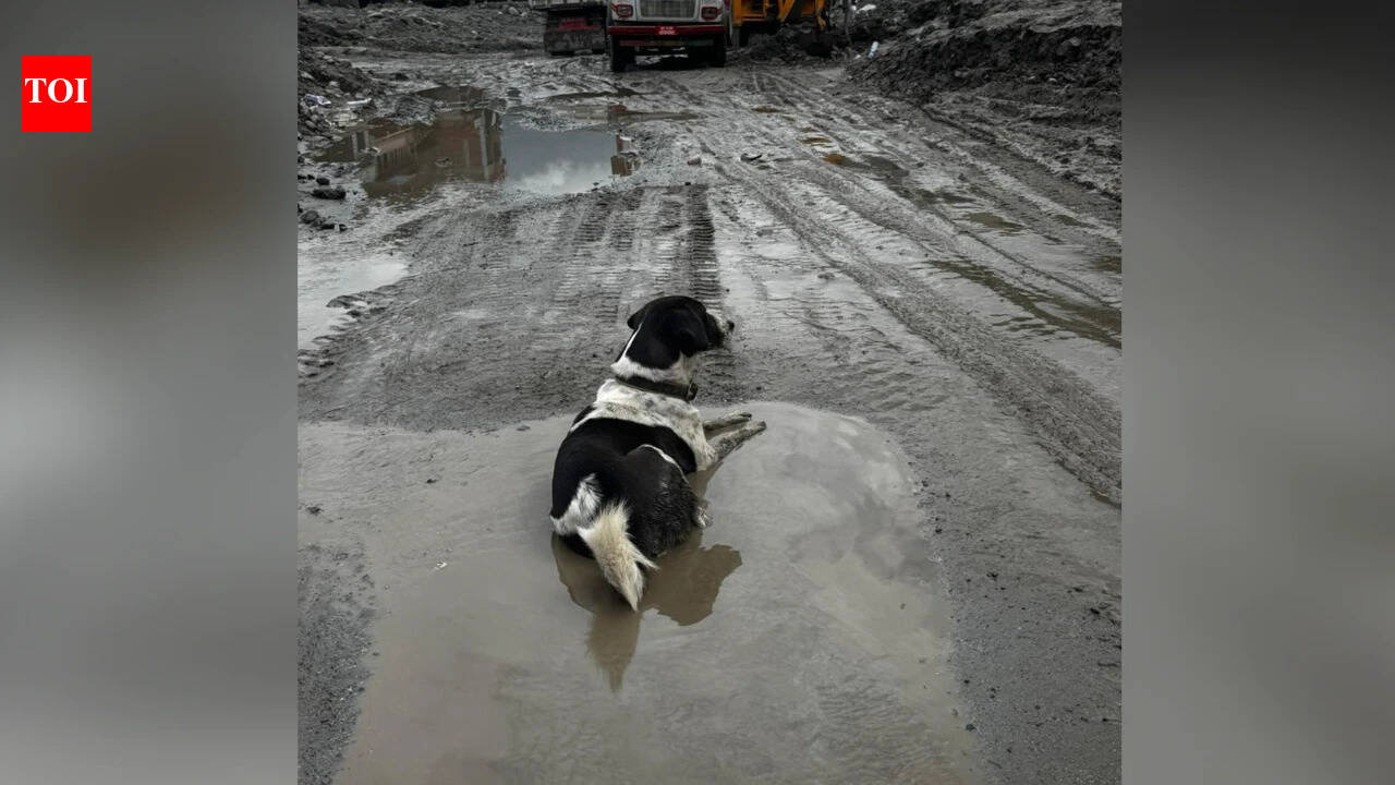 Nepal Flood Dog Tragedy: Nepal tragedy: Owners missing, dog