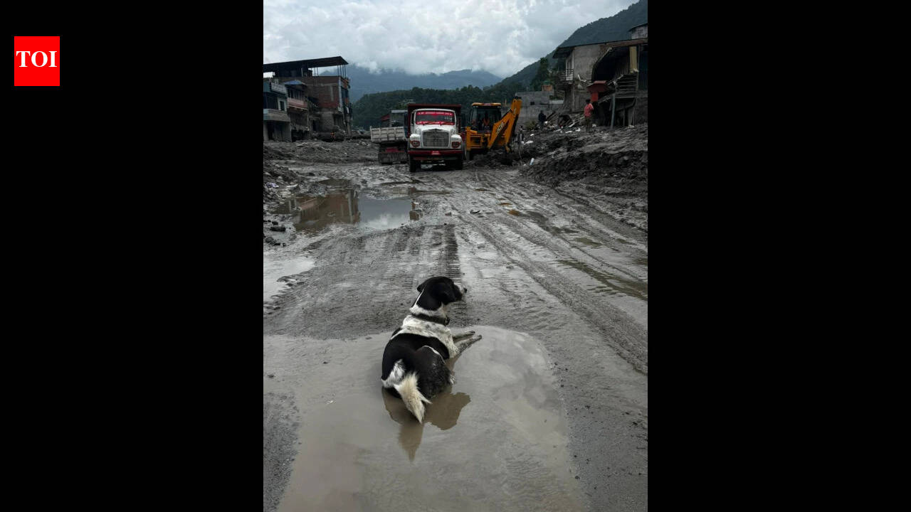 Nepal tragedy: Owners missing, dog refuses to leave flood-hit Trishuli home