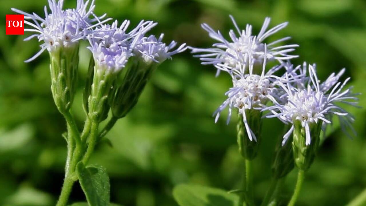 ​7 plants that came from UK and have become invasive in India​