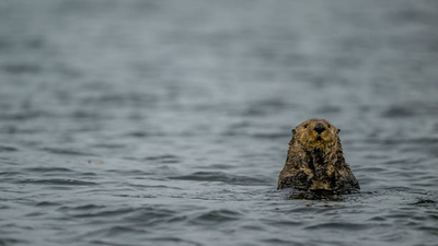 Sea Otters were successfully reintroduced in Canada after their extinction due to fur trade, protecting the kelp populations; but now they are threatening a 'local delicacy'