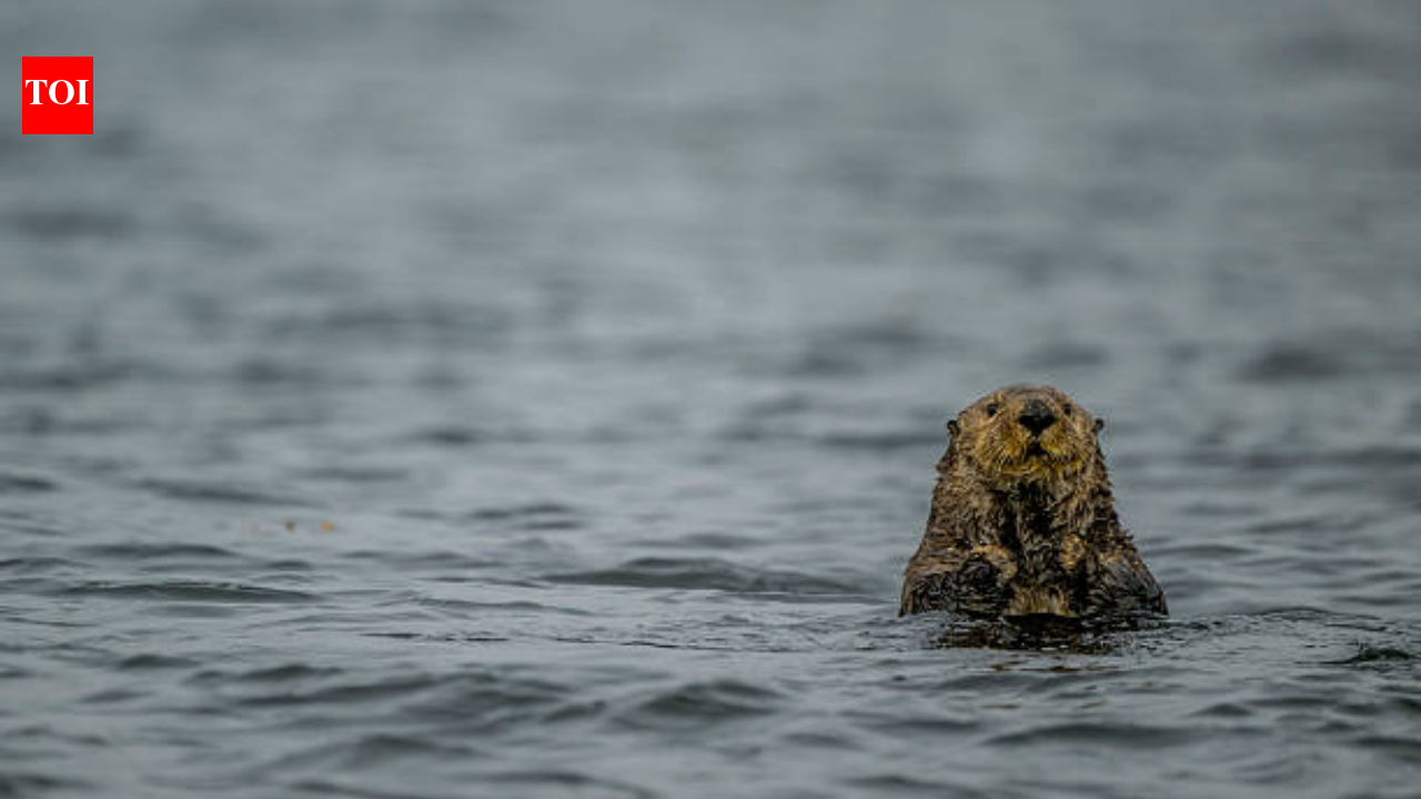 Sea otters returned to Canada after extinction; now they protect kelp but threaten a prized 'local delicacy'