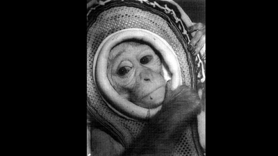 In 1960, Nasa launched rhesus monkey Miss Sam on a Mercury escape test, reaching 1,800 mph before she landed safely in the Atlantic