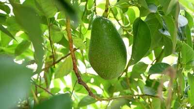 RPCAU’s avocado breakthrough set to reshape Bihar’s crop map