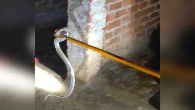 Six-foot cobra triggers panic in Dulmaha home