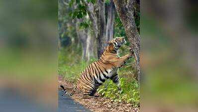VTR tigress may be shifted to Bengal’s Buxa Tiger Reserve