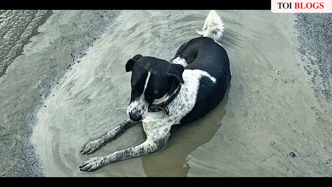 Ask the dog