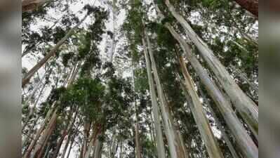 Farmers earn ₹8 lakh per acre via agroforestry in Punjab, says PAU