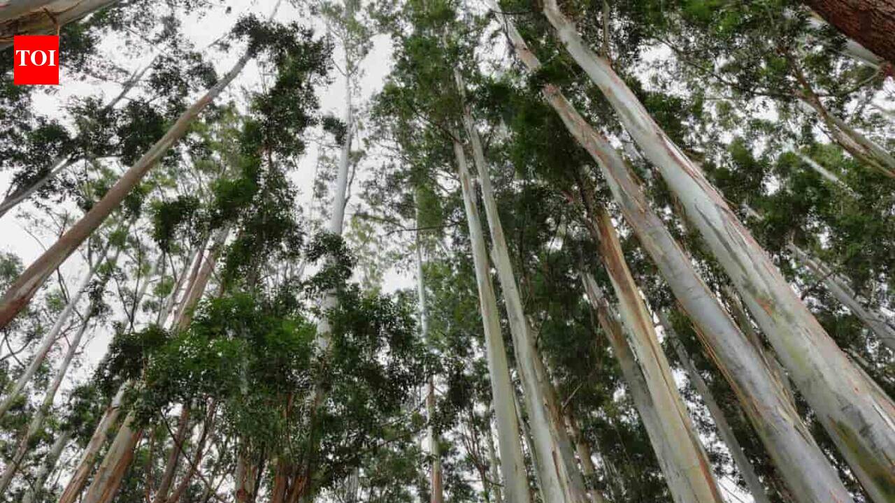 Farmers earn ₹8 lakh per acre via agroforestry in Punjab, says PAU